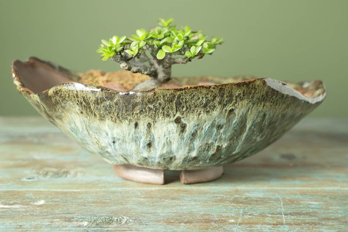 Maceta para bonsai